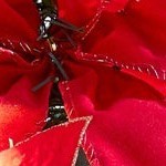 poinsettia