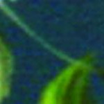 white floral, teal floral