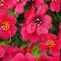 rose red