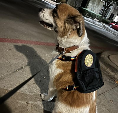 Off white dog top backpack