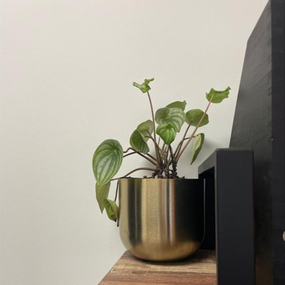 Small Brass Planter - Threshold™ : Target