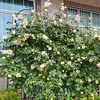 4 Pack Metal Garden Trellis 86.7" x 19.7" Rustproof Trellis for Climbing Plants Outdoor Flower Support Black - 2 of 4