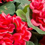 2 red flowers