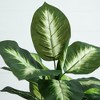 Nearly Natural 20-in Artificial Golden Dieffenbachia Plant - Set of 6 - 3 of 4