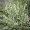 14"H Sullivans Frosted Blue Cedar Mini Wreath, Green Winter Wreaths For Front Door - 2 of 3