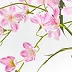 150cm | pink