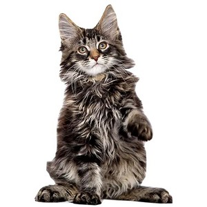 LEMONSODA Cardboard Cutouts (Black Maine Coon Cat) - 1 of 3