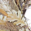 Northlight Cattail and Wheat Twig Artificial Fall Harvest Wreath - 24" - 4 of 4