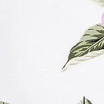white/magenta plumeria