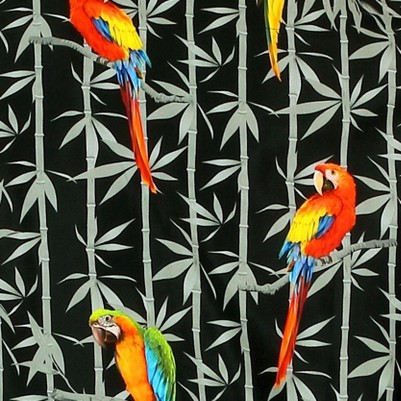 parrot birds black