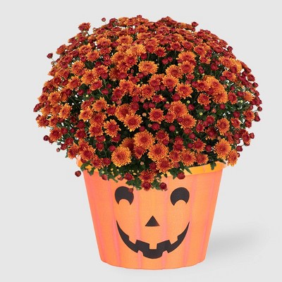 12" Mumkin Plant - Good Little Garden™