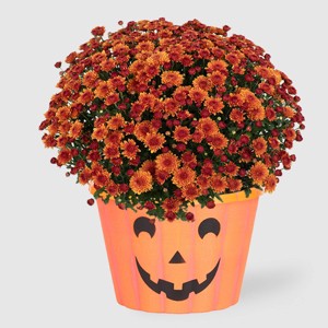 12" Mumkin Plant - Good Little Garden™ - 1 of 4