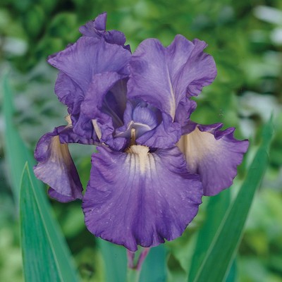 Bearded Iris Victoria Falls Set of 3 Roots - Blue - Van Zyverden