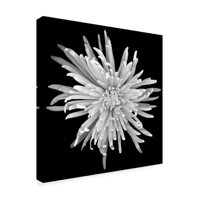 Trademark Fine Art -Susan S. Barmon 'Chrysanthemum 1 Black And White' Canvas Art