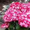 Van Zyverden 36" Bloomin' Easy Hydrangea Kimono 4" Potted Rocketliners Pink and Red Hydrangea - 2 of 4