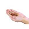 Furry Republic Sticks Slow Roasted Chicken Recipe Dog Treats - 6oz Bag - 4 of 4