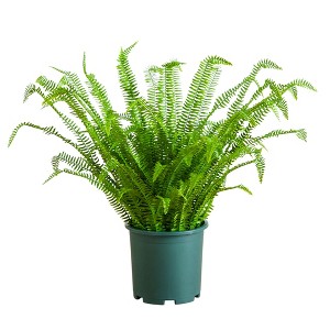 Nearly Natural 3-ft UV Resistant Artificial Real Touch Boston Fern Plant (Indoor/Outdoor) - 1 of 1