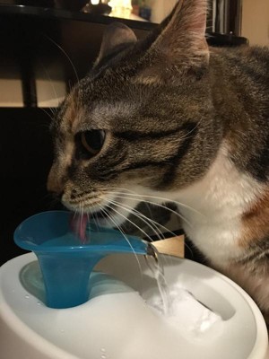 Cat drinking fountain top target