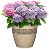 Classic Home and Garden Indoor/Outdoor Round Corinthian Resin Flower Pot Planter - 2 of 4