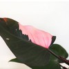 Live 5" Pink Princess (Philo) Houseplant in Pink Planter - 2 of 4