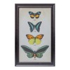 Melrose Framed Encyclopedia Butterfly Print (Set of 2) - image 2 of 4