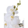 Dahlia Studios Potted Faux Artificial Flowers Realistic White Phalaenopsis in Ceramic Pot with Round Riser for Home Decor 29" High - 2 of 4
