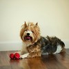 Midlee MINI Dog Tennis Balls, Red, 1.5" 12-Pack- Fetch Ball Laucher Pet Small Tennis Balls - 2 of 4