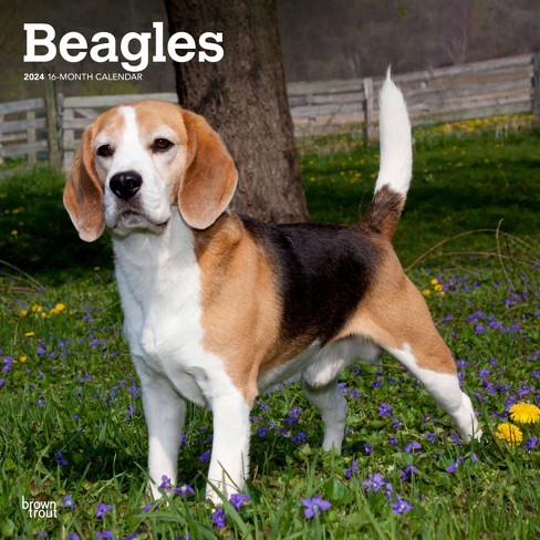 Dog shoes for on sale beagles