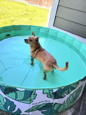 Piscina Para Perros Pequeños Gimdog Splash Time! S (80 X 20 Cm) con Ofertas  en Carrefour