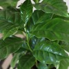 Live 5" Coffee Arabica Houseplant in White Planter - 2 of 4
