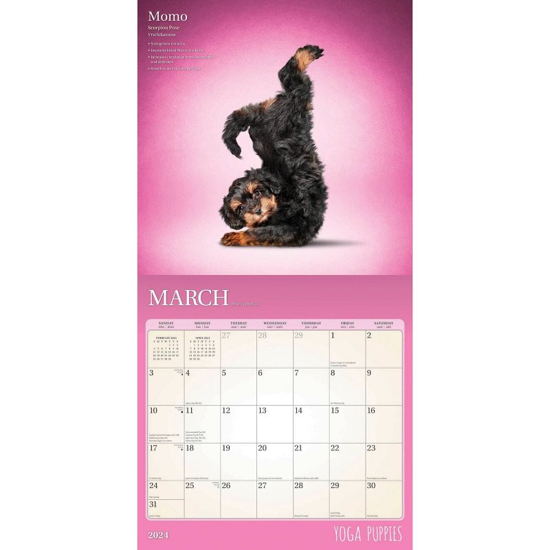 StarGifts 2024 Wall Calendar 12&#34;x12&#34; Yoga Puppies, 3 of 5