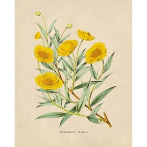 Poster Master  Flowers of the Greenhouses - California Poppy Poster - 1 of 2
