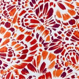 red orange feather