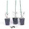 3ct Viburnum Sterile 4" Potted Rocketliners Plants - Van Zyverden - 3 of 4