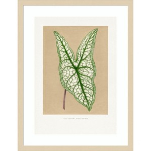 Amanti Art Green Caladium Belleymii Leaf Illustration by Pictufy Wood Framed Wall Art Print - 1 of 4