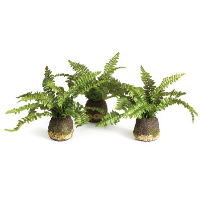 Plum & Post Boston Fern Drop-Ins, Set Of 3