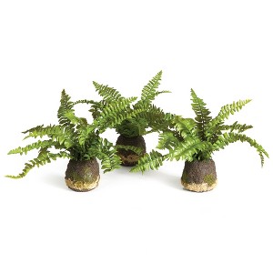 Plum & Post Boston Fern Drop-Ins, Set Of 3 - 1 of 4