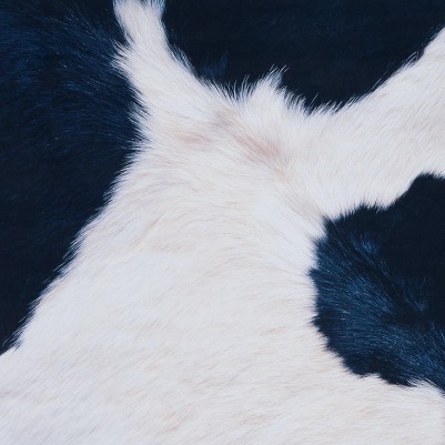 ivory/dark blue