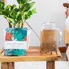Instant Plant Food 4 Tablet Probiotic Pouch for Houseplants 0.96oz - 4 of 4