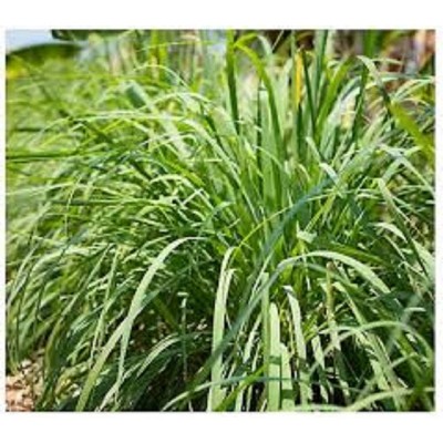 2.5qt Lemon Grass Plant - National Plant Network