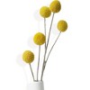 Alilang Neutral Dried Pampas Grass and Billy Balls Floral Arrangement, 17.5 Inches - Brown - 4 of 4