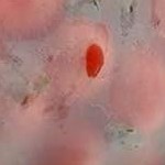 8 pack 4 half gallon + 4 quart bags