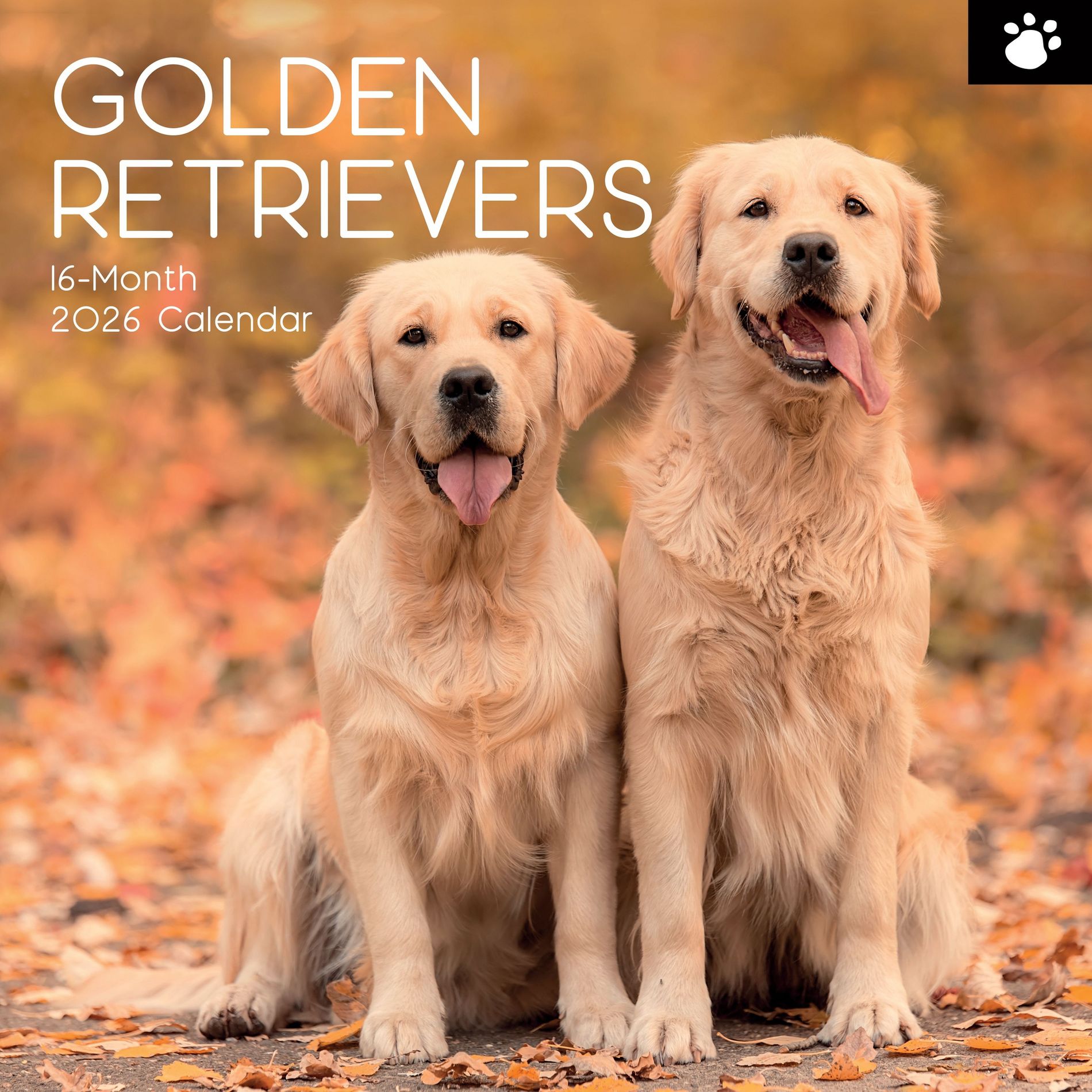 2026 Square Wall Calendar, Golden Retrievers, 16-Month Paw Prints Theme with 180 Reminder Stickers (12x12 In)