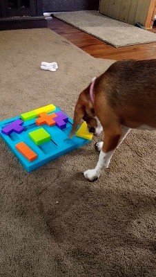 Brightkins Pupstrami Dog Treat Puzzle : Target