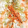 Weleda Body Wash, Sea Buckthorn, 6.8 Fluid Ounce - 2 of 4
