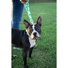 Country Brook Petz Deluxe Dog Collar - Summer Breeze Collection - Made in The U.S.A. - 3 of 4