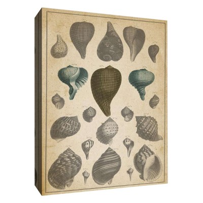 11" x 14" Main Shells I Decorative Wall Art - PTM Images