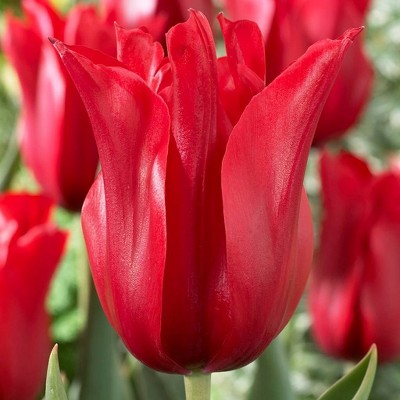 Set of 12 Bulbs Tulips Red Shine - Van Zyverden