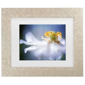 Trademark Fine Art - Mandy Disher Anemone 1 Matted Framed Art - 1 of 4