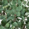 Nearly Natural 13-ft Artificial Eucalyptus Tree - 3 of 4